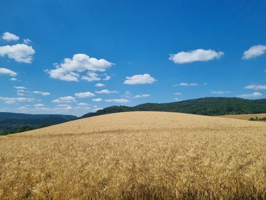 field 8172323 1280