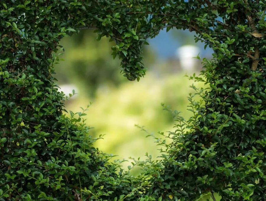 hart valentijnsdag groen natuur
