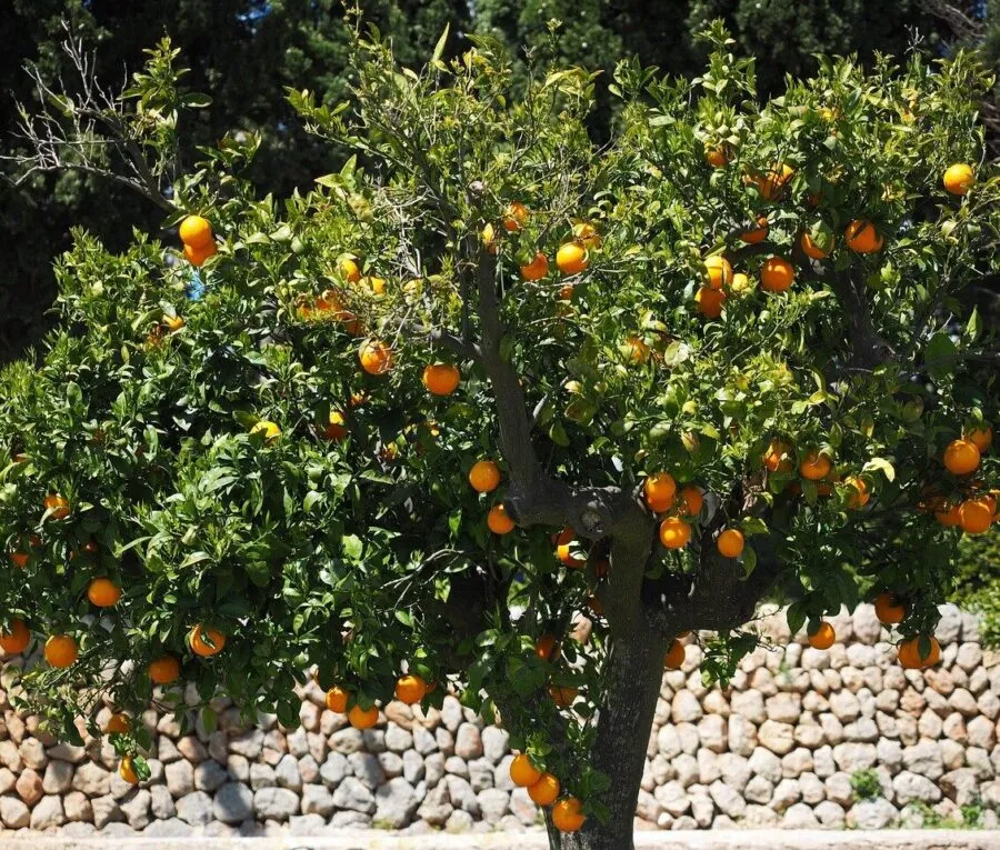 sinaasappelboom